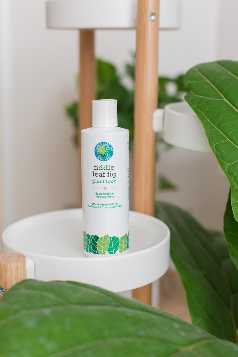 Fiddle Leaf Fig Plant Food The Fiddle Leaf Fig Plant Resource