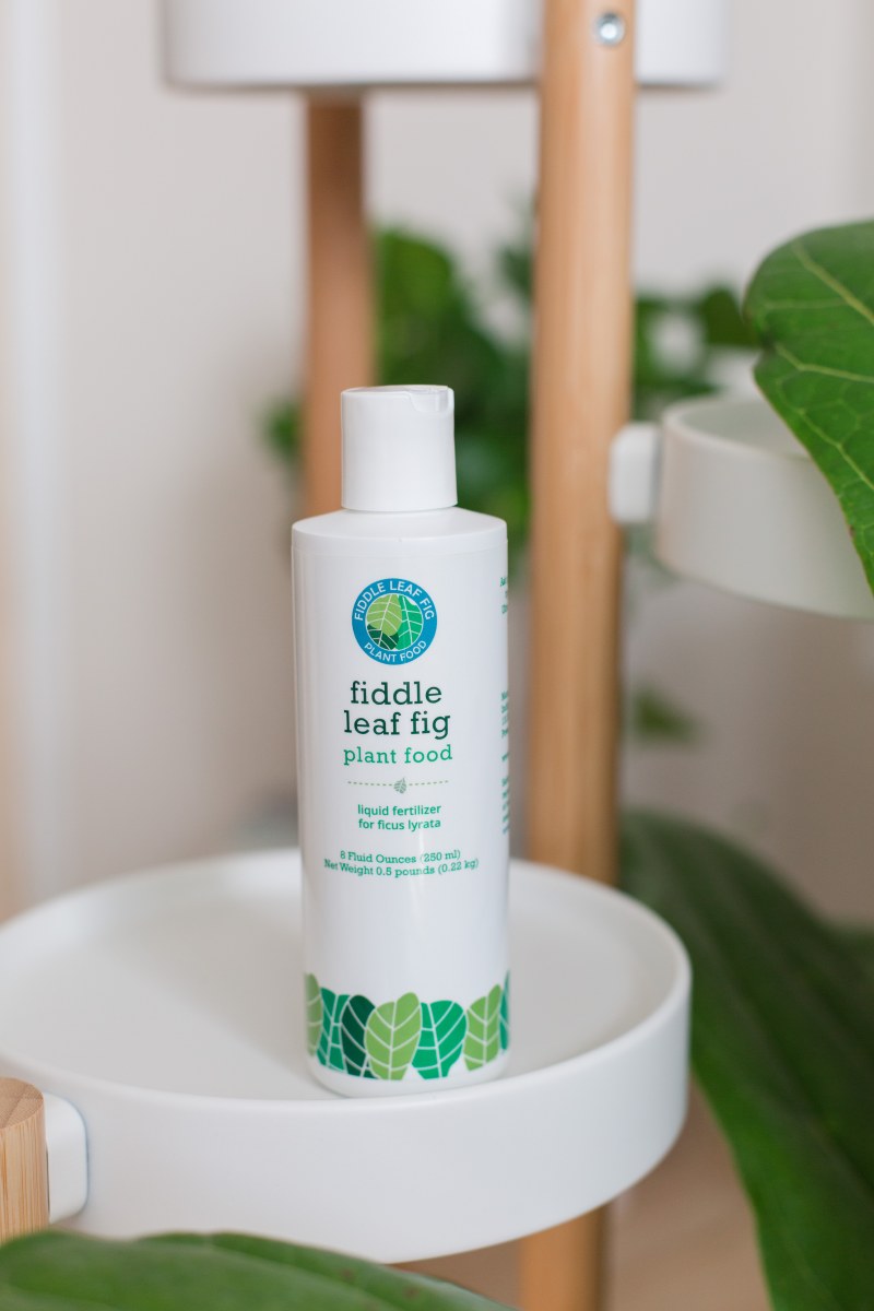 Fiddle Leaf Fig Plant Food The Fiddle Leaf Fig Plant Resource