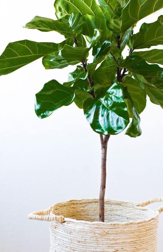 FiddleLeafFigTree FiddleLeafFigTree