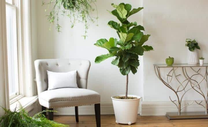 Fiddle Leaf Fig Plant Food Fiddle Leaf Fig Plant Food
