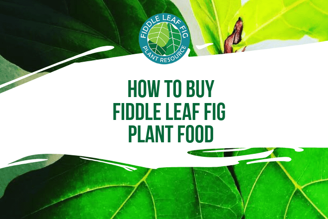 Fiddle Leaf Fig Plant Food is specially formulated to provide the optimal nutrition for your plant. Order your one year supply of now.