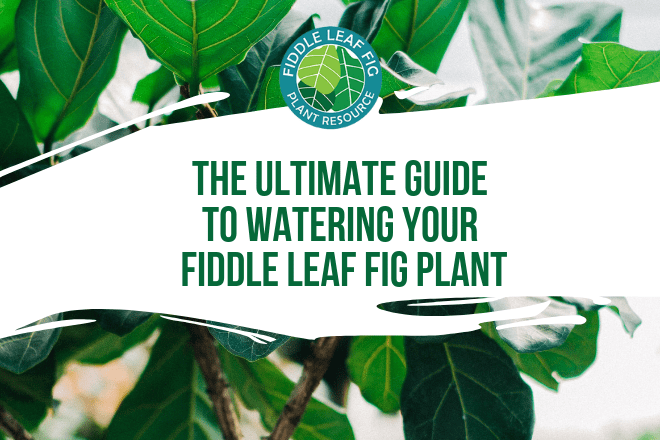 If you’re confused about whether your fiddle leaf fig plant is getting enough water, there are some surefire ways to tell. Ask yourself these questions.