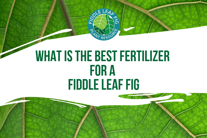 A healthy fiddle leaf fig needs the right amount of sunlight, just enough water, and the best fertilizer for a fiddle leaf fig plant.