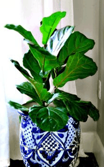 Goose Fiddle Leaf Fig Goose Fiddle Leaf Fig