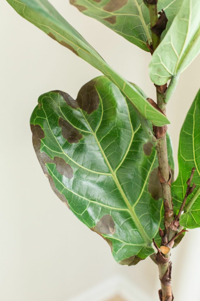 six-ways-to-tell-if-your-fiddle-leaf-fig-tree-is-healthy