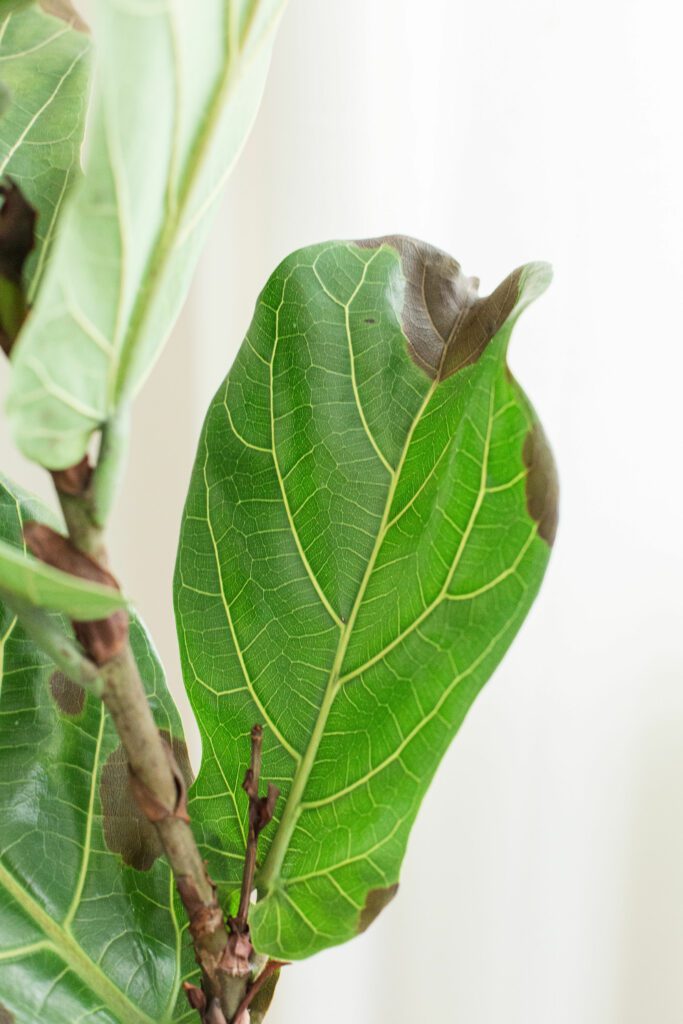 How to Treat and Prevent Root Rot in Fiddle Leaf Fig Trees (Video)