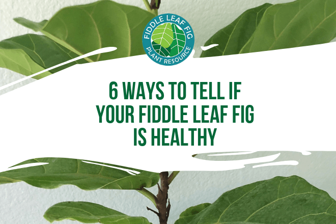 There are a few common ailments of fiddle leaf figs trees. Here are six ways to tell if your fiddle leaf fig tree is healthy and what to do if it’s not.