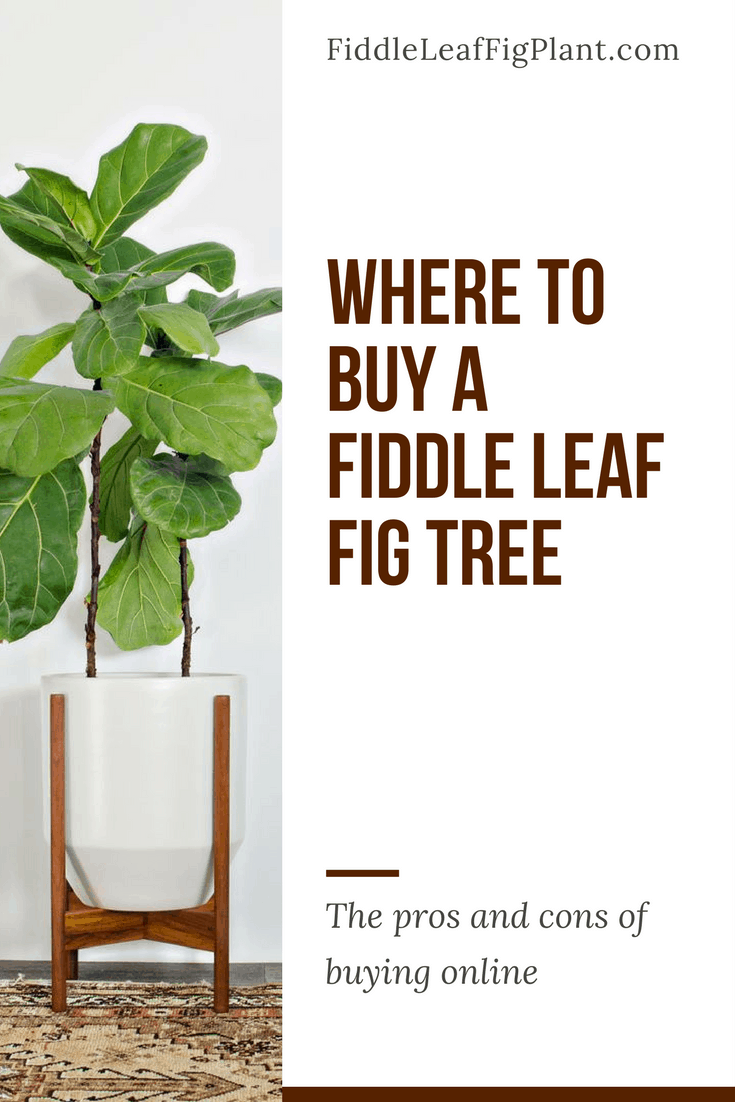 Where To A Fiddle Leaf Fig Tree Locally And Online View Larger Image Where To A Fiddle Leaf Fig Tree