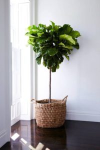 Fiddle Leaf Fig Decorative Container Fiddle Leaf Fig Decorative Container