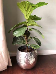 One common mistake people is neglecting to fertilize a fiddle leaf fig plant. You should fertilize every time you water your plant. Claire Akin