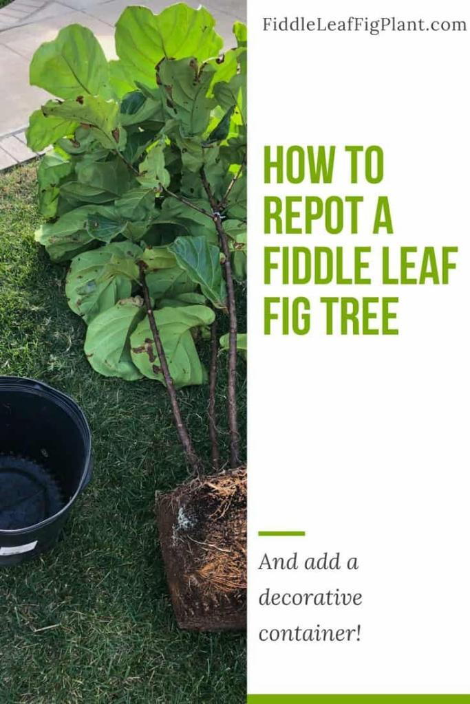 HowtoRepotaFiddleLeafFigTree The Fiddle Leaf Fig Plant Resource