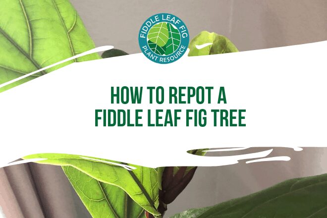 How to Repot a Fiddle Leaf Fig Tree (And Add a Decorative Container!)