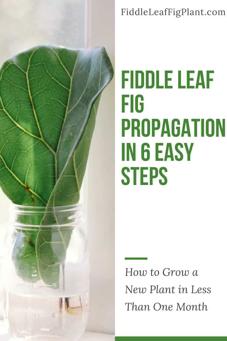 FiddleLeafFigPropagationin6EasySteps The Fiddle Leaf Fig Plant