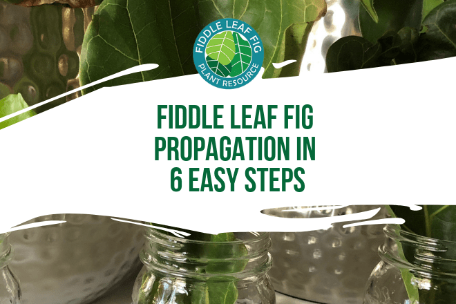 If you’re a fiddle leaf fig aficionado trying to grow your herd, you may start to consider fiddle leaf fig propagation. Why would you want to propagate your plant? So that you can grow many plants from one original plant. This saves you money and allows you to clone your favorite fiddle leaf fig plant!