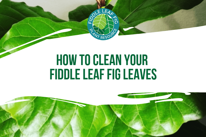 Fiddle leaf fig trees consume light and carbon dioxide to live and when their leaves are covered in dust, they can’t get enough of either. Over time, if your tree is covered in dust, it will stop growing and eventually die.
