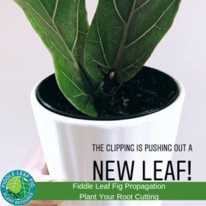 Fiddle Leaf Fig Propagation