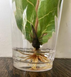 If you’re a fiddle leaf fig aficionado trying to grow your herd, you may start to consider fiddle leaf fig propagation. Why would you want to propagate your plant? So that you can grow many plants from one original plant. This saves you money and allows you to clone your favorite fiddle leaf fig plant! Claire Akin