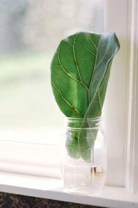 Fiddle Leaf Fig Propagation In 6 Easy Steps With Pictures If You Re A Fiddle Leaf Fig Aficionado Trying To Grow Your Herd