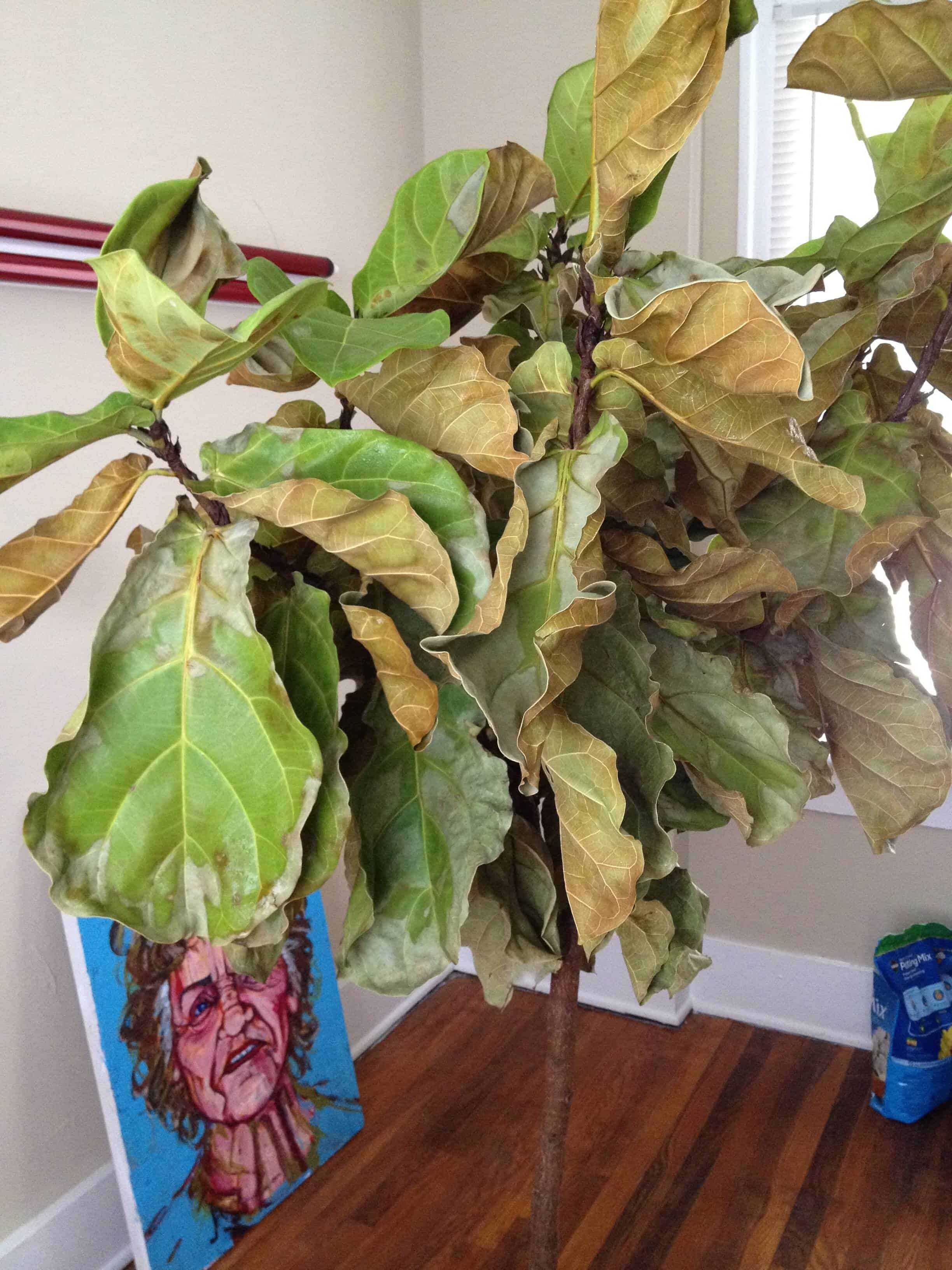 Symptoms Of Dry Fiddle Leaf Fig Plant 1 The Symptoms Of Dry Fiddle Leaf Fig Plant 1