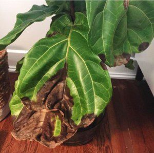The Difference Between A Dry And Over Watered Fiddle Leaf The Difference Between A Dry And Over Watered Fiddle Leaf