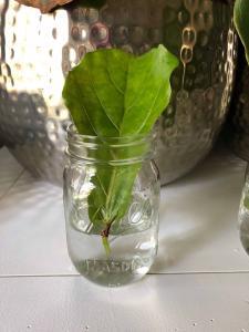 The best time to propagate your plant is in the spring when your plant is naturally growing and there's plenty of light available. But to ensure a successful outcome and a smooth process, there are a few things you'll want to do to prepare. Here's your step-by-step guide! Claire Akin