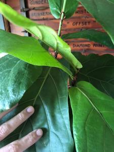 The best time to propagate your plant is in the spring when your plant is naturally growing and there's plenty of light available. But to ensure a successful outcome and a smooth process, there are a few things you'll want to do to prepare. Here's your step-by-step guide! Claire Akin