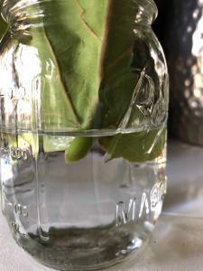 The best time to propagate your plant is in the spring when your plant is naturally growing and there's plenty of light available. But to ensure a successful outcome and a smooth process, there are a few things you'll want to do to prepare. Here's your step-by-step guide! Claire Akin