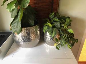 The best time to propagate your plant is in the spring when your plant is naturally growing and there's plenty of light available. But to ensure a successful outcome and a smooth process, there are a few things you'll want to do to prepare. Here's your step-by-step guide! Claire Akin