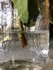 The best time to propagate your plant is in the spring when your plant is naturally growing and there's plenty of light available. But to ensure a successful outcome and a smooth process, there are a few things you'll want to do to prepare. Here's your step-by-step guide! Claire Akin