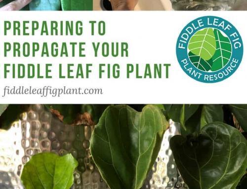 How to Propagate a Fiddle Leaf Fig (Video) Fiddle Leaf Fig Plant Resource