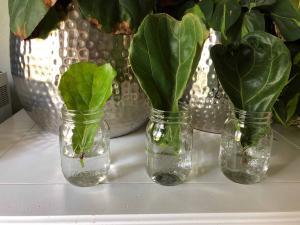 The best time to propagate your plant is in the spring when your plant is naturally growing and there's plenty of light available. But to ensure a successful outcome and a smooth process, there are a few things you'll want to do to prepare. Here's your step-by-step guide! Claire Akin
