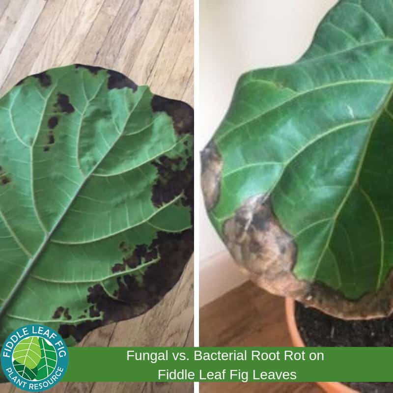 Brown Spots on Fiddle Leaf Fig due to Root Rot