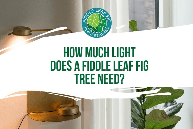 How Much Does a Leaf Fig Tree Need?