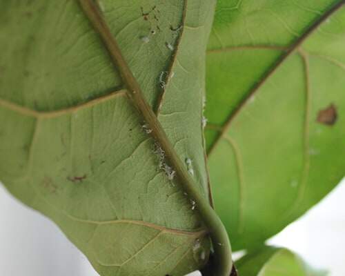 Insect Damage Fiddle Leaf Fig