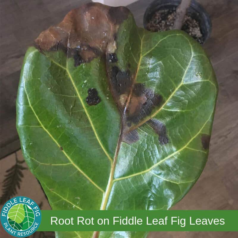 Click to read what brown spots on fiddle leaf fig leaves mean. Root Rot in Fiddle Leaf Figs.