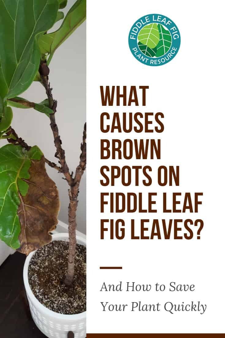 fiddle leaf fig care