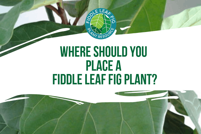 Wondering where you should place your fiddle leaf fig plant? Click to learn the best place to put your fiddle leaf fig plant for optimal growth.