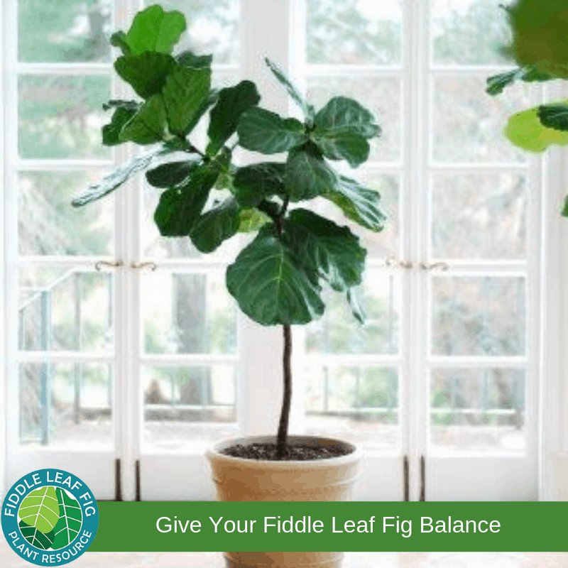 Pruning and Shaping Fiddle Leaf Fig | The Fiddle Leaf Fig Plant Resource