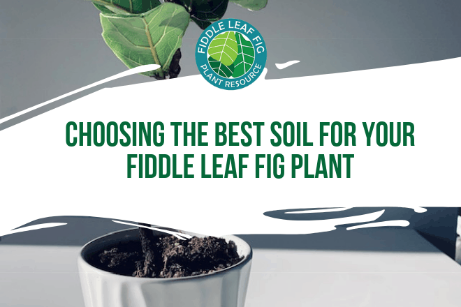 The soil you choose may be one of the most important decisions you make for the health of your fiddle leaf fig plant. Fast draining, well aerated soils are the best choices for a fiddle leaf fig, which prefers relatively dry soil to keep its roots moist but not wet.