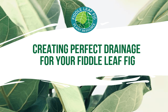 Creating a healthy drainage situation may be the most important investment you make in the health of your fiddle leaf fig. Your plant will suffer serious damage with poor drainage and no soil or fertilizer can correct problems caused by lack of drainage.