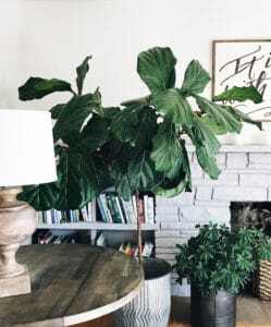 Given proper care, plenty of sunshine, and enough soil to expand its root ball, your fiddle leaf fig will grow quickly. Healthy plants can get lopsided or too big for their location in a hurry. Pruning will keep your plant healthy, balanced, and a good size for its location. Claire Akin