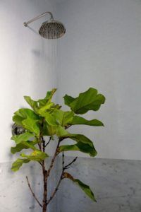Given proper care, plenty of sunshine, and enough soil to expand its root ball, your fiddle leaf fig will grow quickly. Healthy plants can get lopsided or too big for their location in a hurry. Pruning will keep your plant healthy, balanced, and a good size for its location. Claire Akin