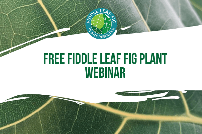 Join us for an exclusive webinar to learn everything about taking care of your fiddle leaf fig plant! In this 30 minute presentation, we'll review care tips, tricks, and answer your questions.