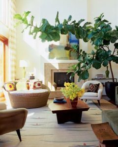 Given proper care, plenty of sunshine, and enough soil to expand its root ball, your fiddle leaf fig will grow quickly. Healthy plants can get lopsided or too big for their location in a hurry. Pruning will keep your plant healthy, balanced, and a good size for its location. Claire Akin