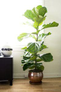 Given proper care, plenty of sunshine, and enough soil to expand its root ball, your fiddle leaf fig will grow quickly. Healthy plants can get lopsided or too big for their location in a hurry. Pruning will keep your plant healthy, balanced, and a good size for its location. Claire Akin