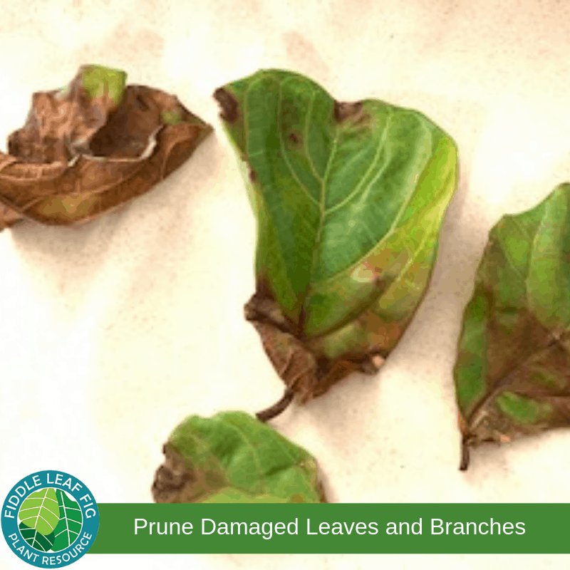 Pruning and Shaping Fiddle Leaf Fig Leaves The Fiddle Leaf Fig Plant Resource