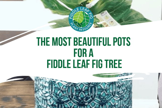 The Most Beautiful Pots For A Fiddle Leaf Fig Tree Buy Online