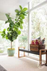 Given proper care, plenty of sunshine, and enough soil to expand its root ball, your fiddle leaf fig will grow quickly. Healthy plants can get lopsided or too big for their location in a hurry. Pruning will keep your plant healthy, balanced, and a good size for its location. Claire Akin