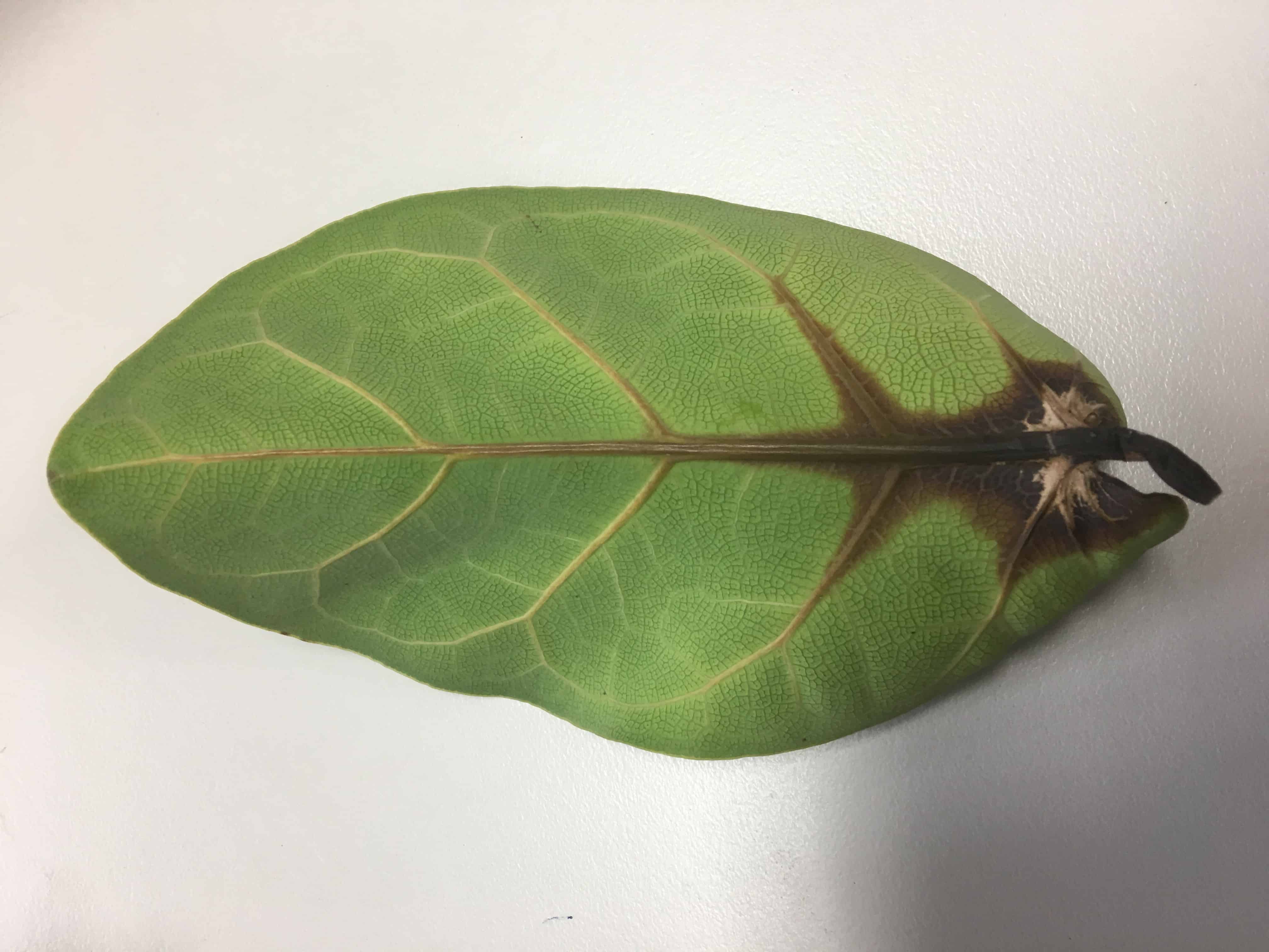 What to Do if Your Fiddle Leaf Fig is Dropping Leaves 3