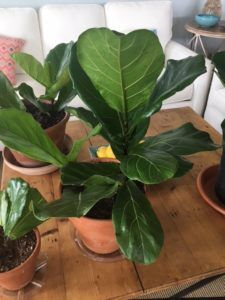 Fiddle leaf fig propagation is incredibly easy, if you have patience and follow some simple steps. Here are the secrets to propagation and the story of how one women grew 60 new plants from cuttings. Claire Akin